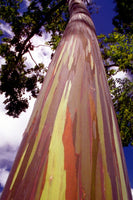 30 Graines Eucalyptus Arc en Ciel, Eucalyptus deglupta, idéal Bonsaï