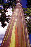 40 Graines Eucalyptus Arc en Ciel, Eucalyptus deglupta, idéal Bonsaï