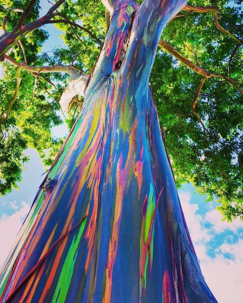 60 Graines Eucalyptus Arc en Ciel, Eucalyptus deglupta, idéal Bonsaï