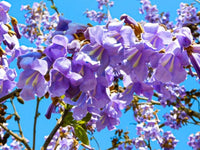 Rare 90 Graines de Paulownia tomentosa