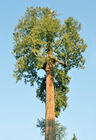 10 Graines de Thuja plicata, Thuya géant, Cèdre rouge de l’Ouest, Thuya de Lobb