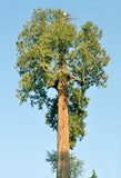 7 Graines de Thuja plicata, Thuya géant, Cèdre rouge de l’Ouest, Thuya de Lobb