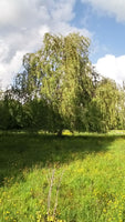 Boutures Saule pleureur, Salix babylonica