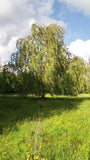 Boutures Saule pleureur, Salix babylonica