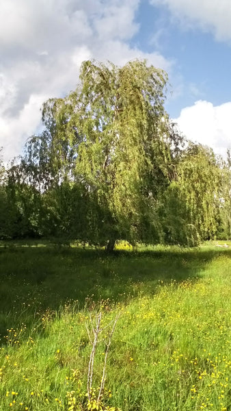 Boutures Saule pleureur, Salix babylonica