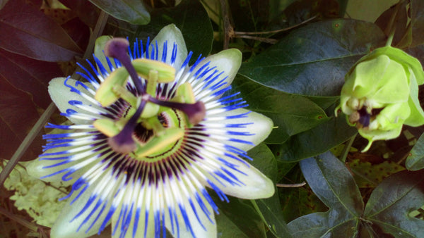 40 Graines de Fleurs de la Passion, Passiflore, Fleur Bleue Violette, Passiflora, Plante Grimpante