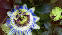 10 Graines de Fleurs de la Passion, Passiflore, Fleur Bleue Violette, Passiflora, Plante Grimpante