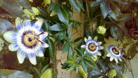 20 Graines de Fleurs de la Passion, Passiflore, Fleur Bleue Violette, Passiflora, Plante Grimpante