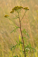 50 Graines de Tanaisie Commune, Tanacetum vulgare, Tanaisie, Fleurs Jaunes