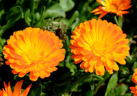 20 Graines de Souci officinal, Calendula officinalis, Souci Orange, Souci des Jardins