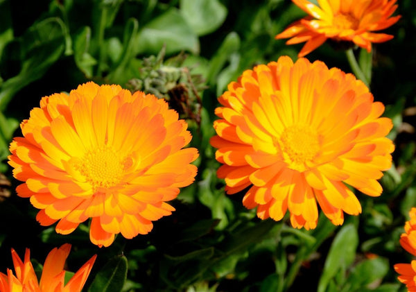 40 Graines de Souci officinal, Calendula officinalis, Souci Orange, Souci des Jardins