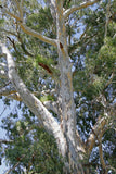 7 Graines Eucalyptus camaldulensis, Gommier de Camaldoli, Gommier des rivières, Gommier Rouge