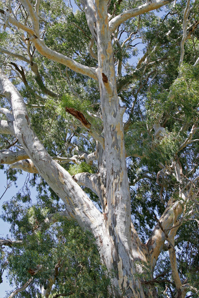 10 Graines Eucalyptus camaldulensis, Gommier de Camaldoli, Gommier des rivières, Gommier Rouge