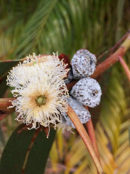 10 Graines Eucalyptus bicostata, Eucalyptus Globulus, Gommier bleu du sud, Gommier Bleu