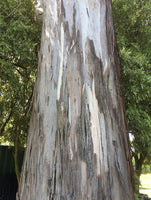 7 Graines Eucalyptus bicostata, Eucalyptus Globulus, Gommier bleu du sud, Gommier Bleu