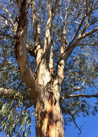 7 Graines Eucalyptus bicostata, Eucalyptus Globulus, Gommier bleu du sud, Gommier Bleu