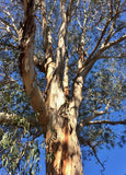 7 Graines Eucalyptus bicostata, Eucalyptus Globulus, Gommier bleu du sud, Gommier Bleu