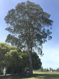 7 Graines Eucalyptus bicostata, Eucalyptus Globulus, Gommier bleu du sud, Gommier Bleu