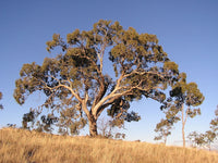 10 Graines Eucalyptus bridgesiana, Gomme de pomme, Boite de Pomme, Gommier des Bridges