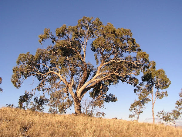 7 Graines Eucalyptus bridgesiana, Gomme de pomme, Boite de Pomme, Gommier des Bridges