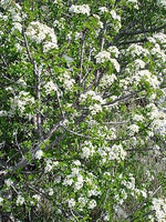 Graines Prunus mahaleb, Cerisier de Sainte Lucie, Faux merisier, Bois de Sainte-Lucie