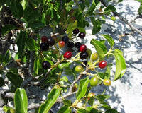 Graines Prunus mahaleb, Cerisier de Sainte Lucie, Faux merisier, Bois de Sainte-Lucie