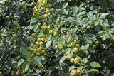 3 Graines Malus sylvestris, Pommier Sauvage, Pommier des bois, Boquettier, idéal Bonsaï