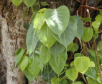 3 Graines de Figuier des pagodes, Ficus Religiosa, Pipal, Ashvattha