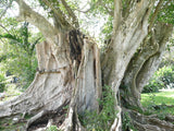 3 Graines de Figuier des pagodes, Ficus Religiosa, Pipal, Ashvattha