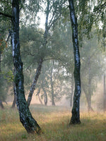 7 Graines de Bouleau verruqueux, Betula Pendula, Bouleau blanc, Bouleau d'Europe