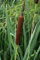 50 Graines de Massette à larges feuilles, Typha Latifolia, roseau à massette, rauche, quenouille