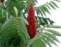 7 Graines de Sumac vinaigrier, Rhus typhina, sumac amaranthe, sumac à bois poilu, vinaigrier, sumac de Virginie ou sumac à queues de renard