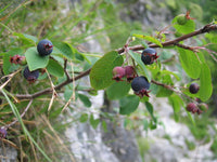 Graines d'Amélanchier, Amélanchier du Canada, Amélanchier de lamarck