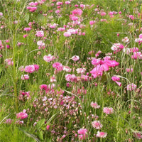 Mélange Graines Fleurs, Camaïeu Rose Prairie, Mix Fleurs