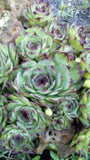 Plant de Joubarbe, Plante Grasse, Sempervivum, Barbe de Jupiter, Jovibarba,