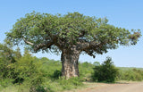 Rare, 2 Graines de Baobab Africain, Adansonia Digitata