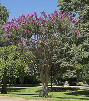 5 Graines Lilas des Indes, Lagerstroemia indica, Lilas d'été, Lilas d'Inde, Myrte de crêpe, idéal Bonsaï