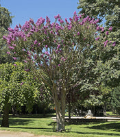 7 Graines Lilas des Indes, Lagerstroemia indica, Lilas d'été, Lilas d'Inde, Myrte de crêpe, idéal Bonsaï