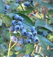 5 Graines Myrtille arbustive, Grande Myrtille, Myrtille américaine, Bleuet à corymbes, Vaccinium corymbosum