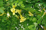 30 Graines Caraganier de Sibérie, Caragana arborescens, Pois de Sibérie, Arbre à Petits Pois, Acacia de Sibérie