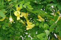 20 Graines Caraganier de Sibérie, Caragana arborescens, Pois de Sibérie, Arbre à Petits Pois, Acacia de Sibérie