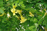 20 Graines Caraganier de Sibérie, Caragana arborescens, Pois de Sibérie, Arbre à Petits Pois, Acacia de Sibérie