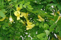 50 Graines Caraganier de Sibérie, Caragana arborescens, Pois de Sibérie, Arbre à Petits Pois, Acacia de Sibérie