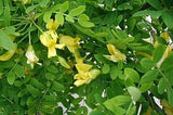 40 Graines Caraganier de Sibérie, Caragana arborescens, Pois de Sibérie, Arbre à Petits Pois, Acacia de Sibérie