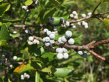 10 Graines Myrica pensylvanica, Myrique de Pennsylvannie, Morella pensylvanica, Bayberry