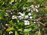 7 Graines Myrica pensylvanica, Myrique de Pennsylvannie, Morella pensylvanica, Bayberry