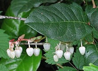 10 Graines Gaultheria shallon, Gaultheriahallon, gaultheria, shallon, salal