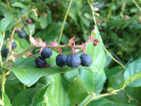 10 Graines Gaultheria shallon, Gaultheriahallon, gaultheria, shallon, salal