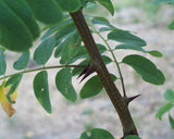 10 Graines Robinia pseudoacacia, Robinier Faux Acacia, Robinier, Acacia