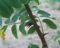 3 Graines Robinia pseudoacacia, Robinier Faux Acacia, Robinier, Acacia